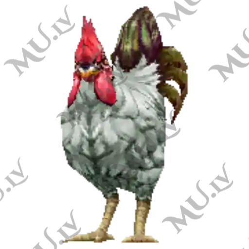 White Rooster